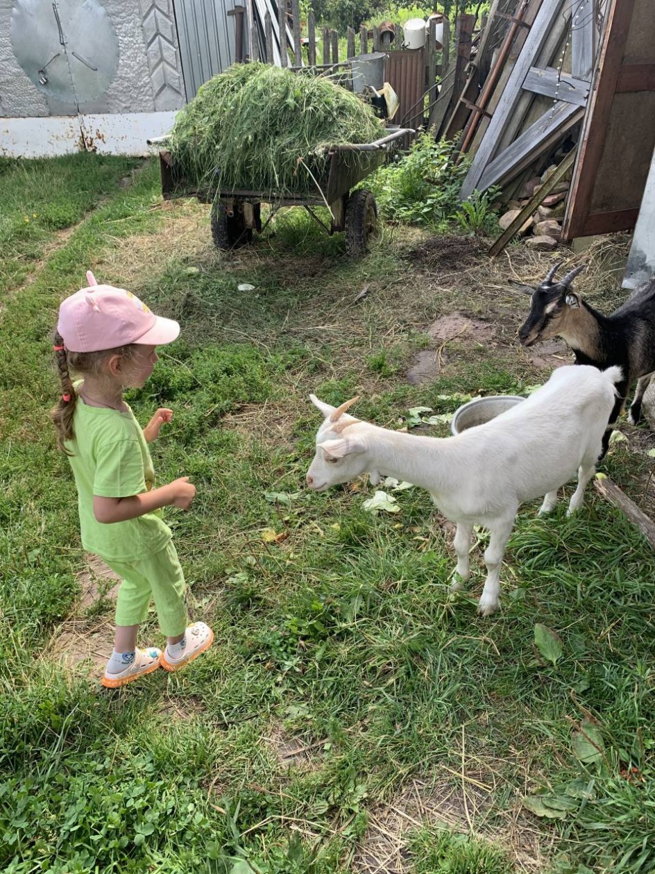 Первое знакомство с козочками