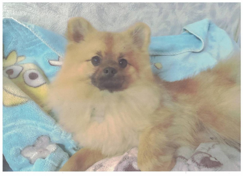 Мой любимый Мишка