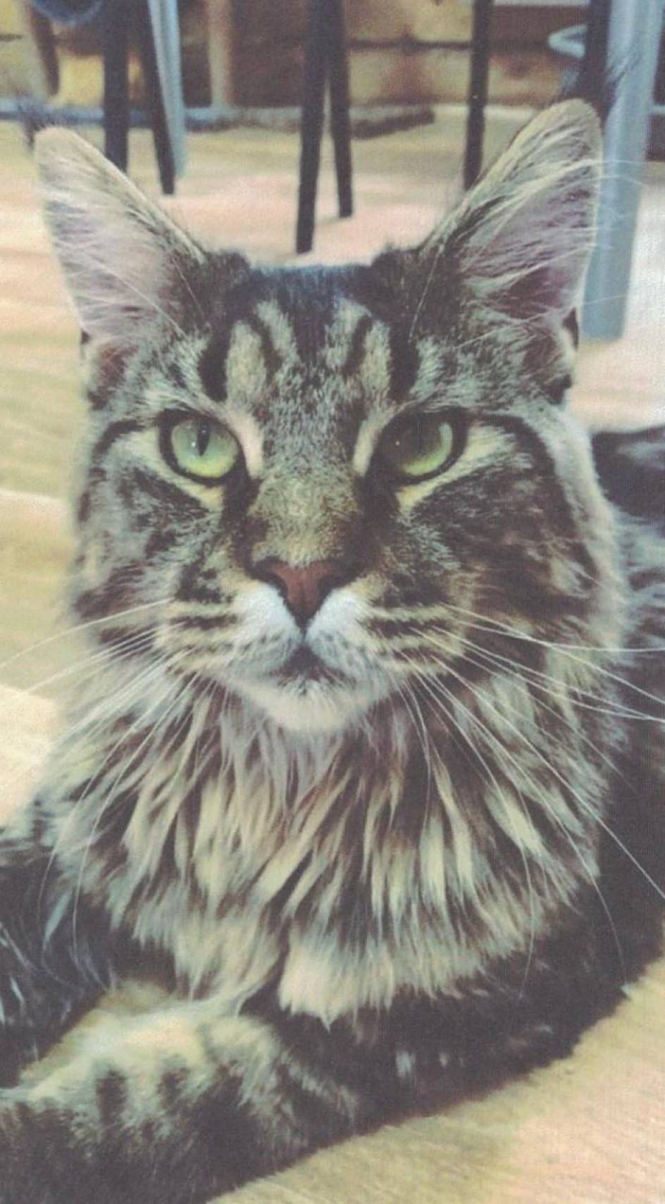 Мой питомец