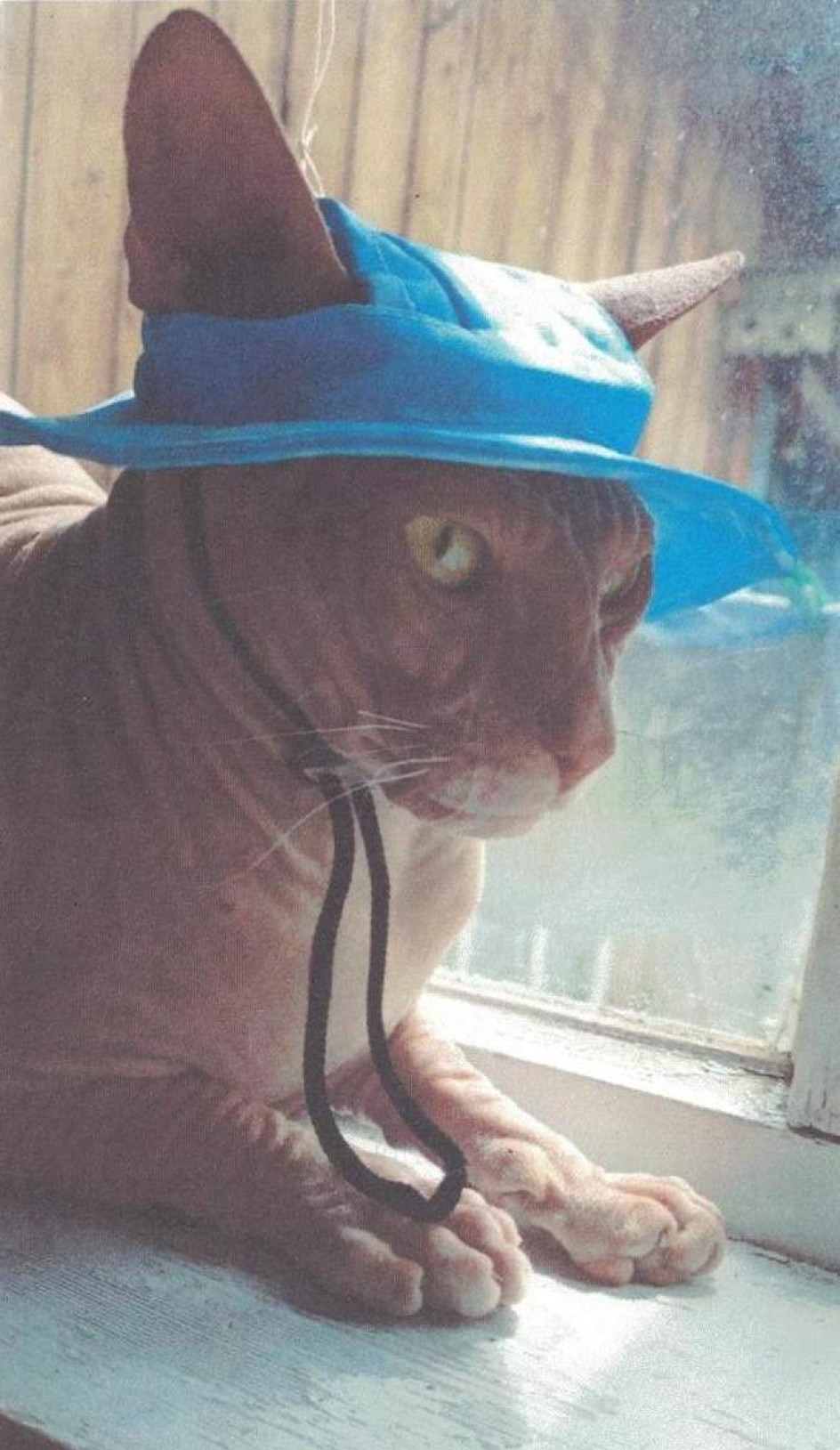 Наш кот Витас