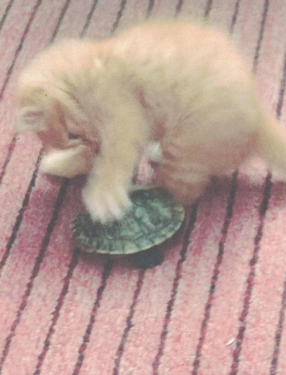 Чика и Гоша