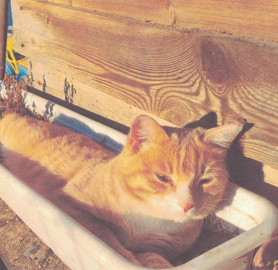 Наш Любимец Персик