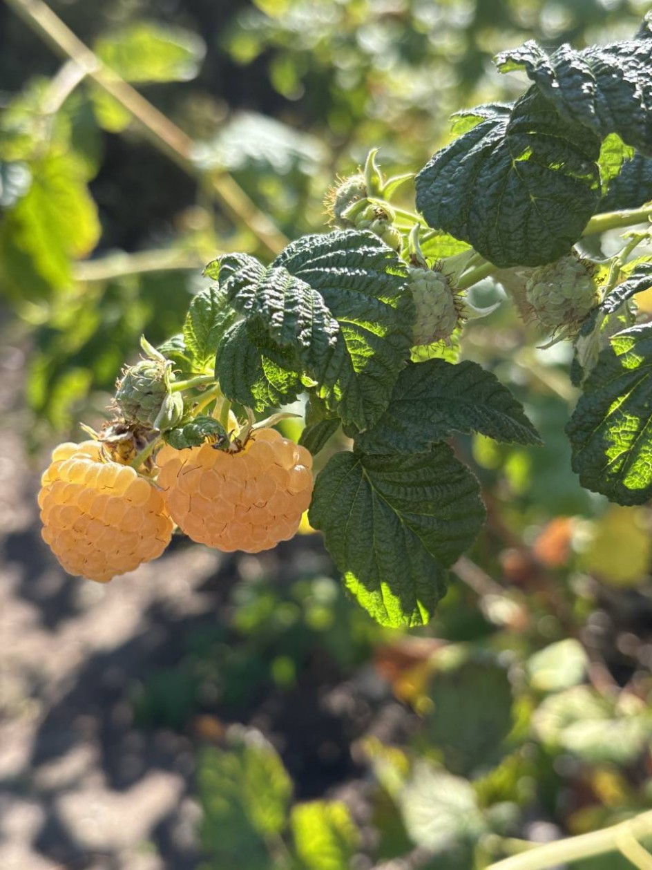 "Ягода-малина"