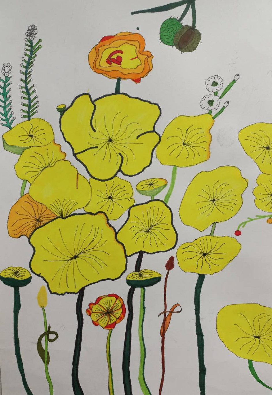 Эшшольция цветет