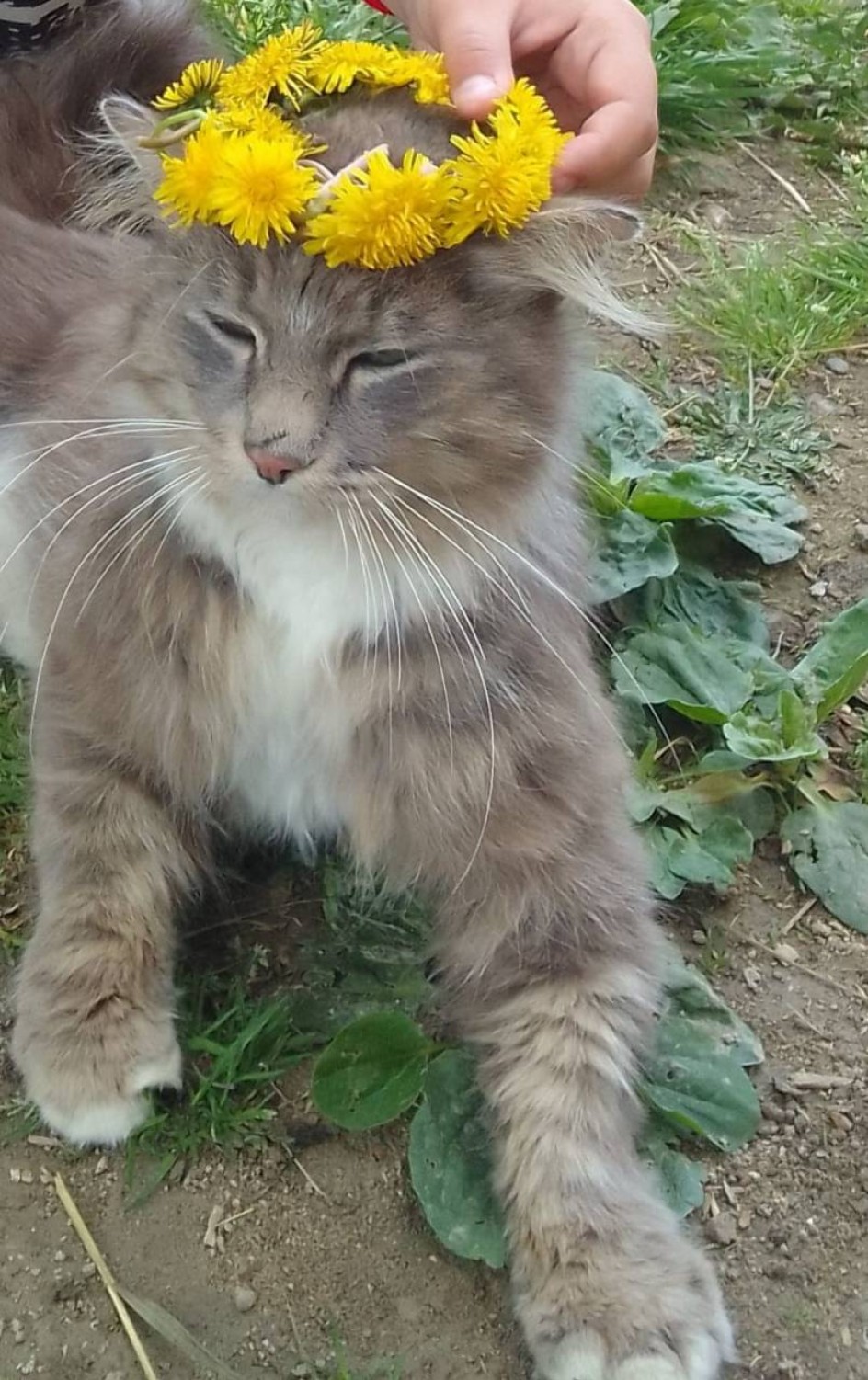 Королевский кот