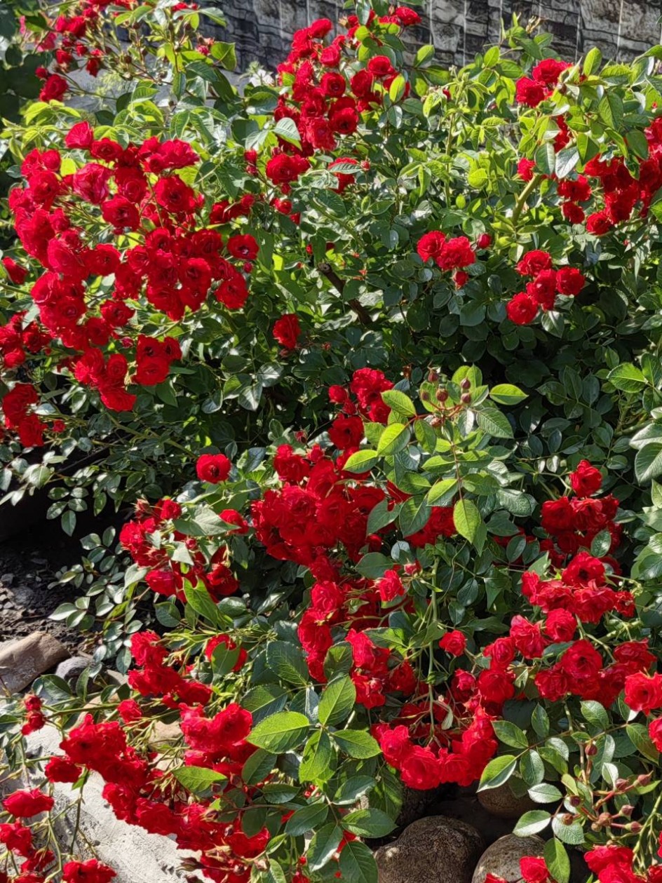 "Красавица роза".