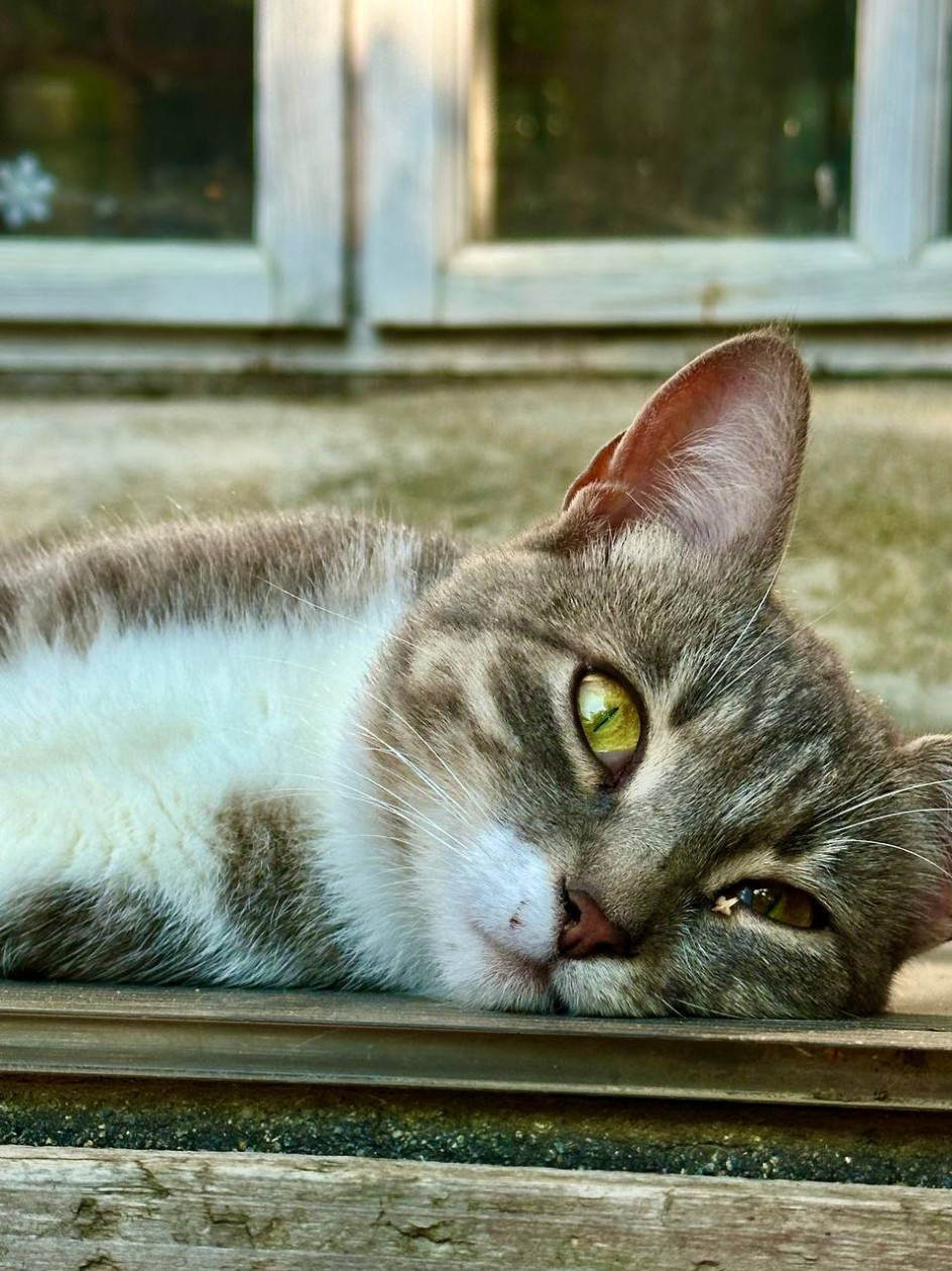 "Кошачий глаз"