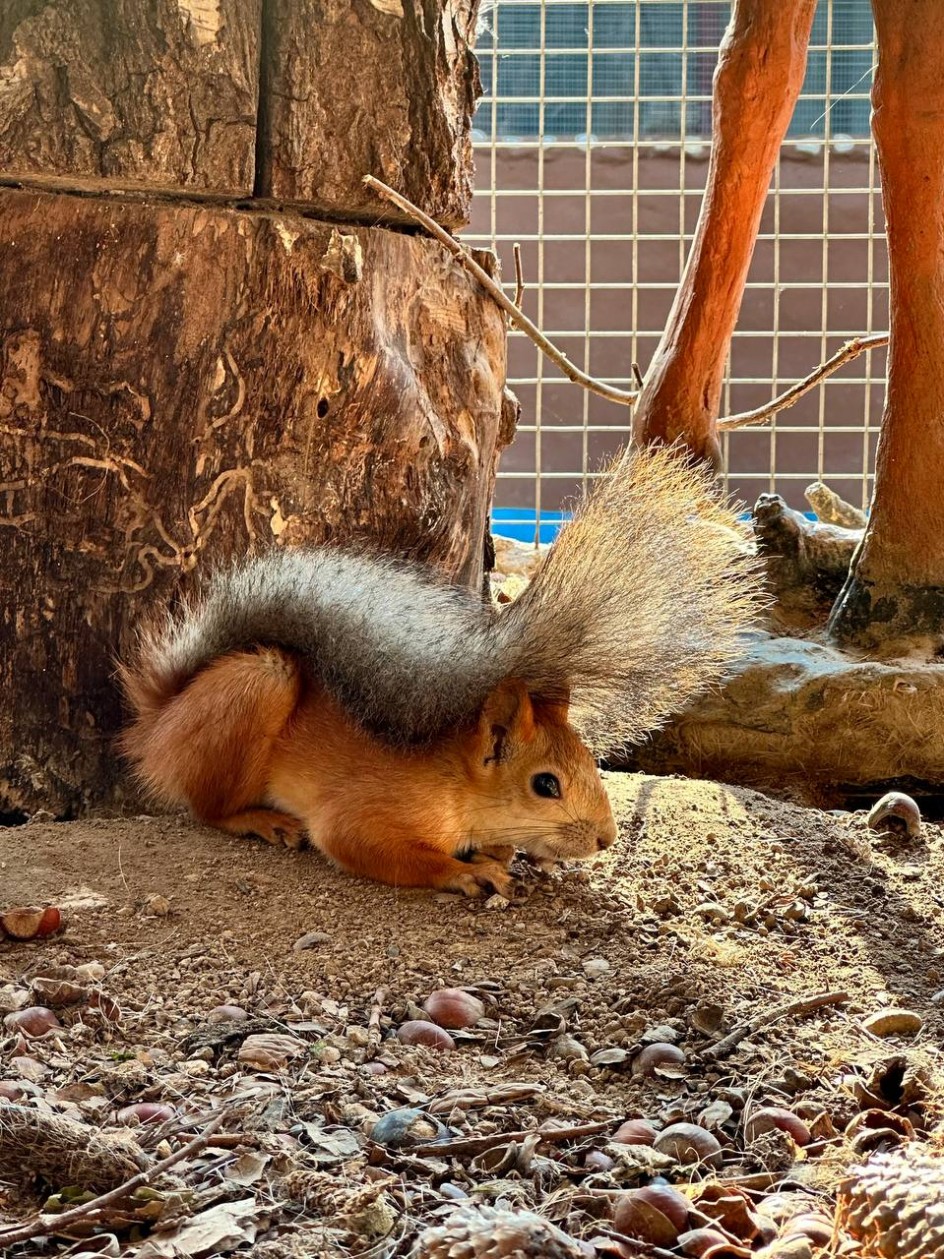 " Лесной житель"
