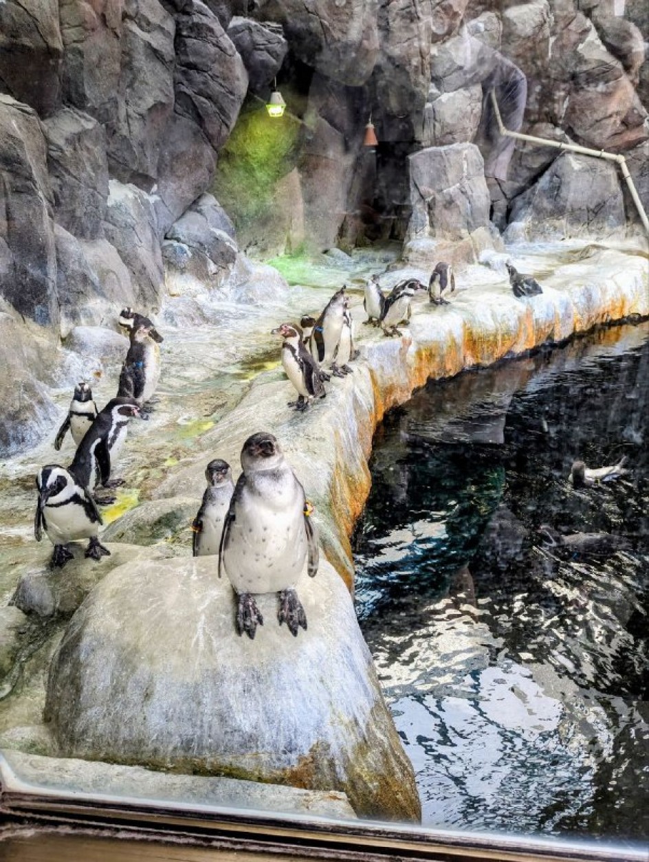 Парад пингвинов