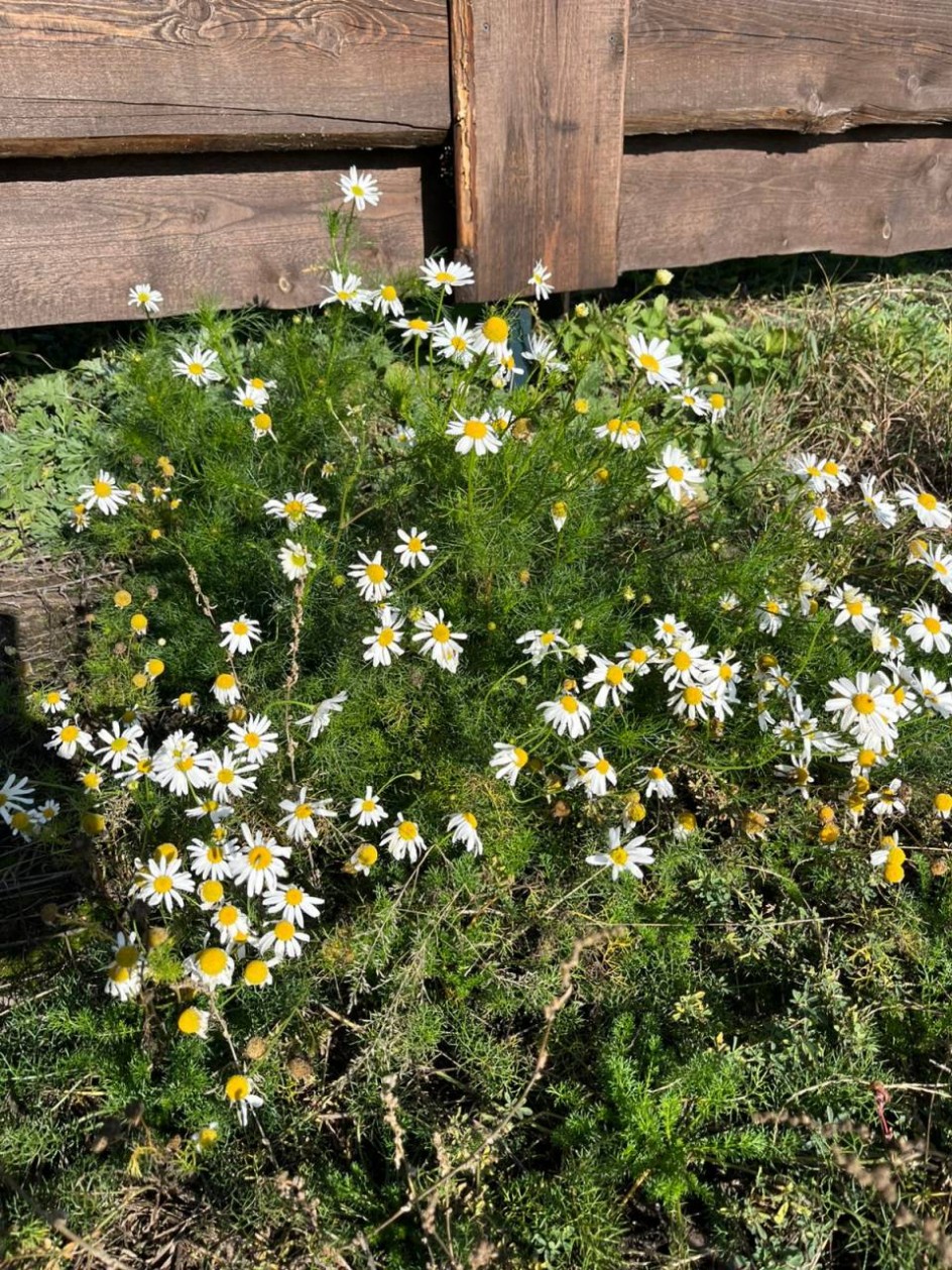 Ромашковое настроение