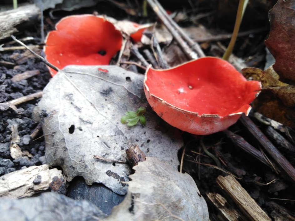 Красная шапочка