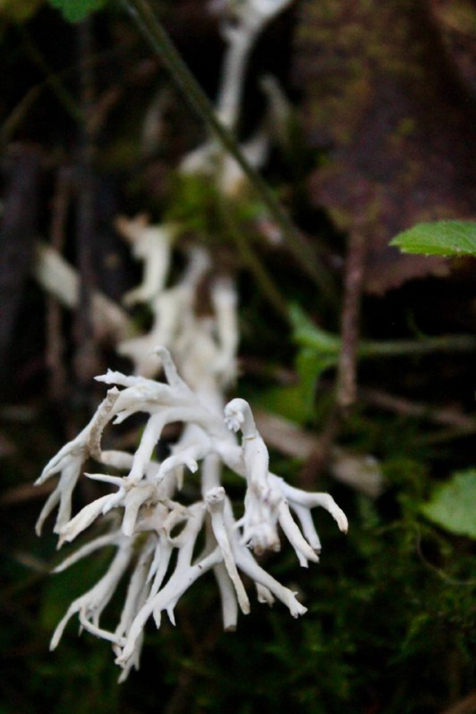 Оленьи рога