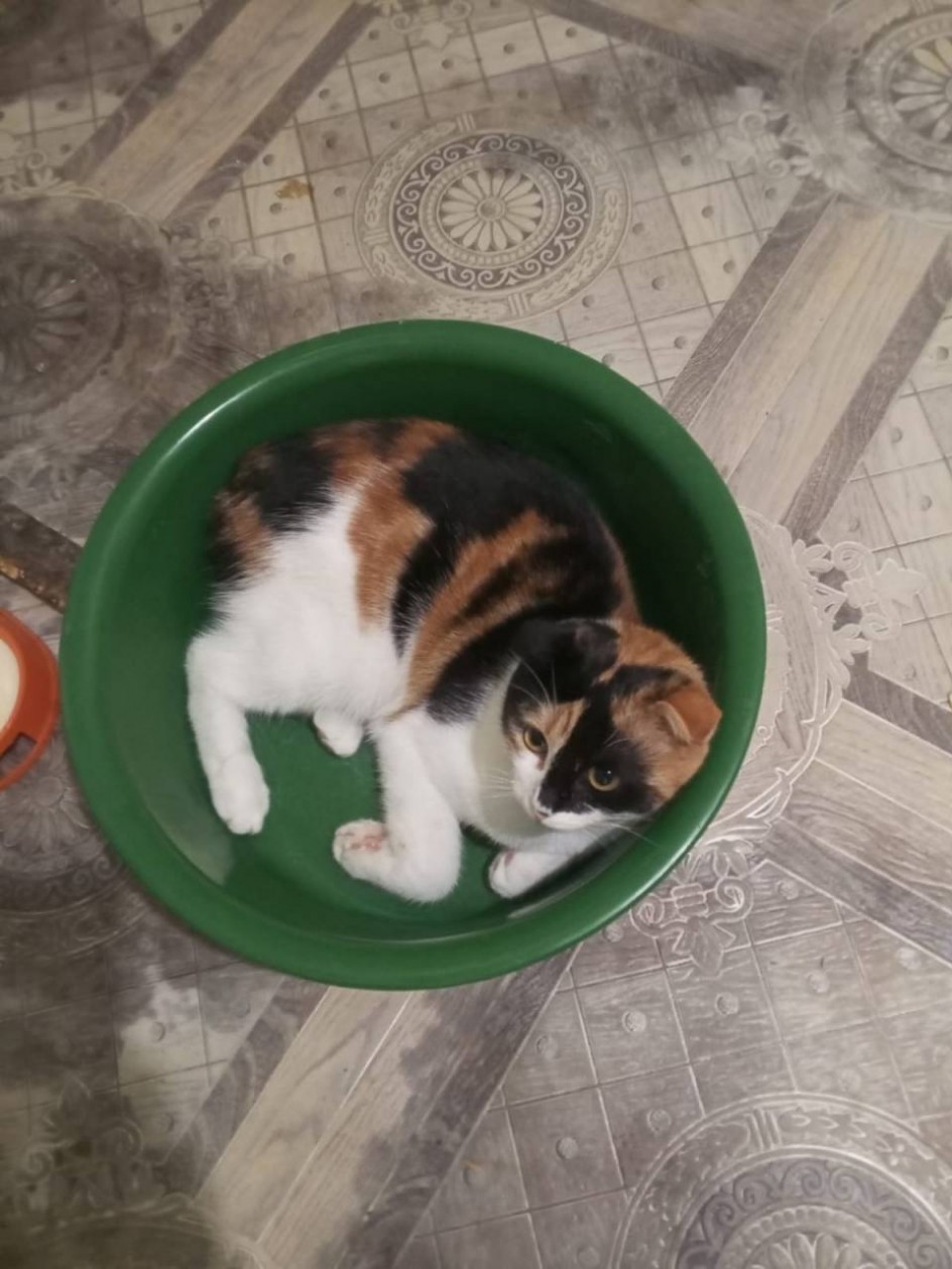 "В своей тарелке"