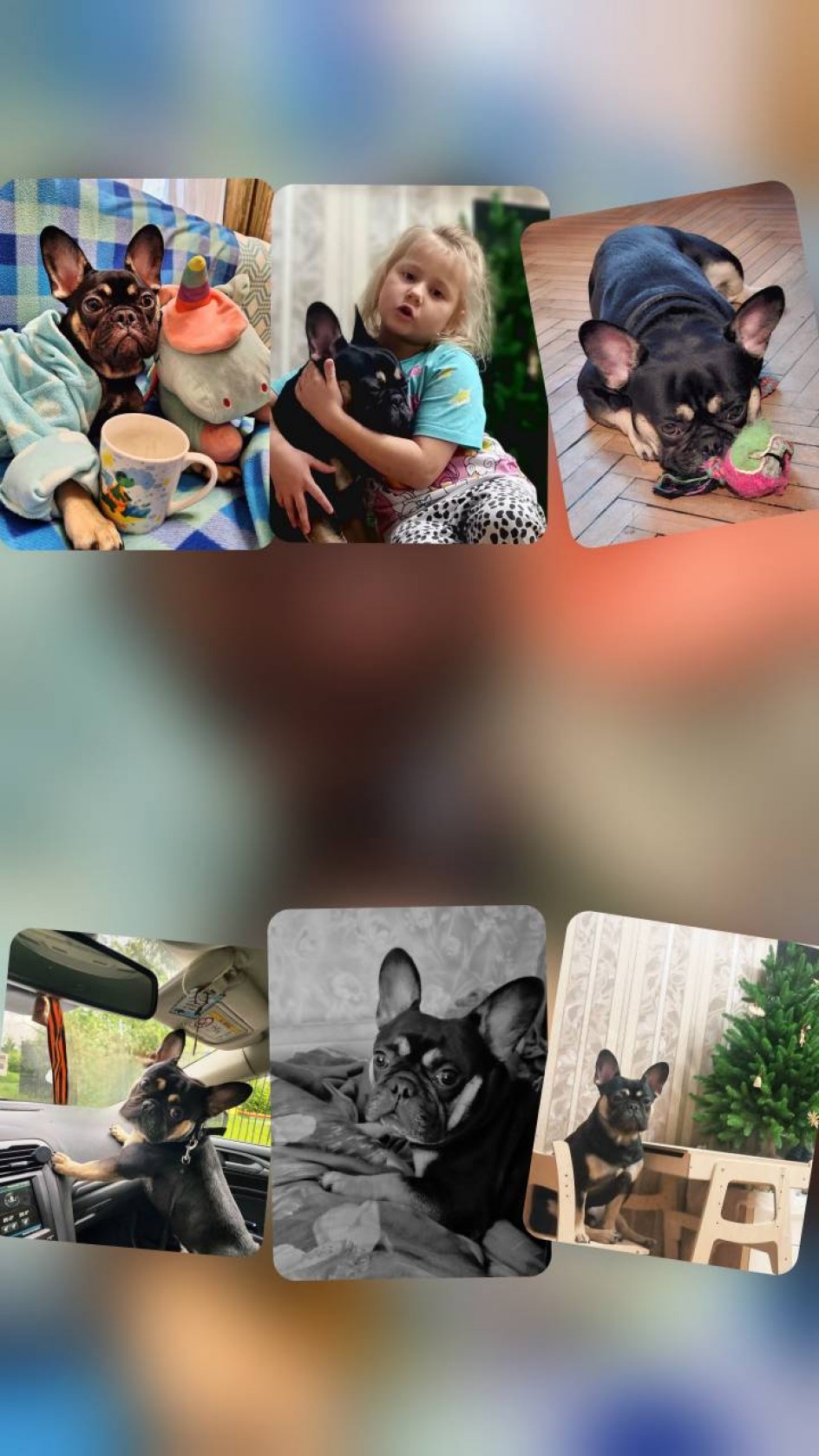 Пушистая  радость