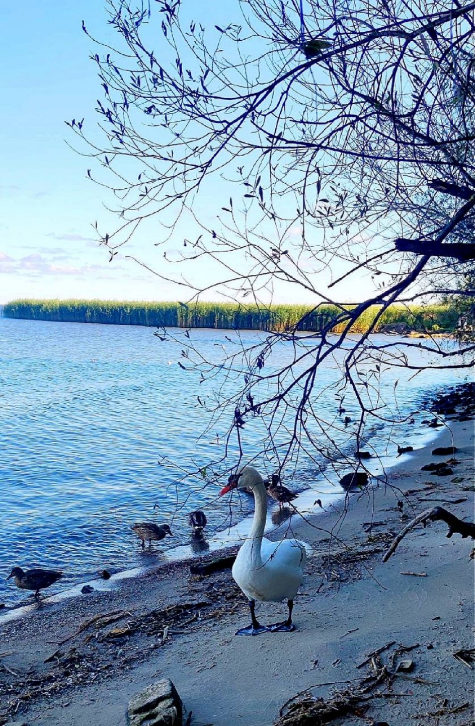 Утиные истории