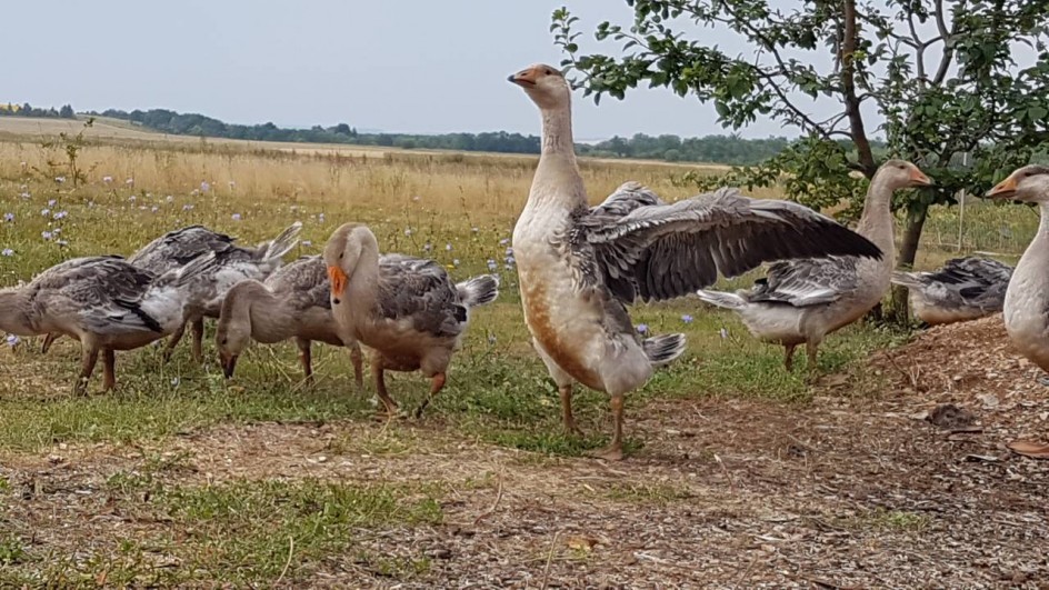 "А я полечу!"-сказал гусь"