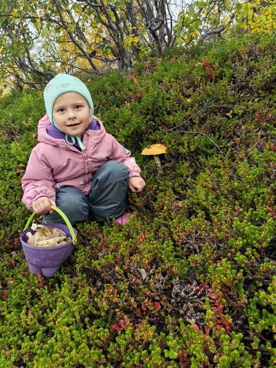 "Мои грибочки"