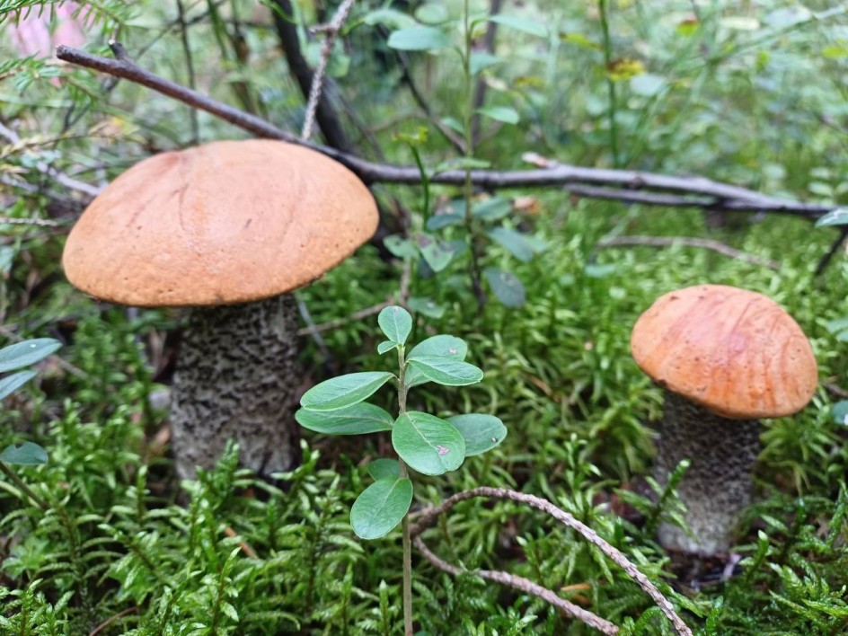 Друзья-грибочки