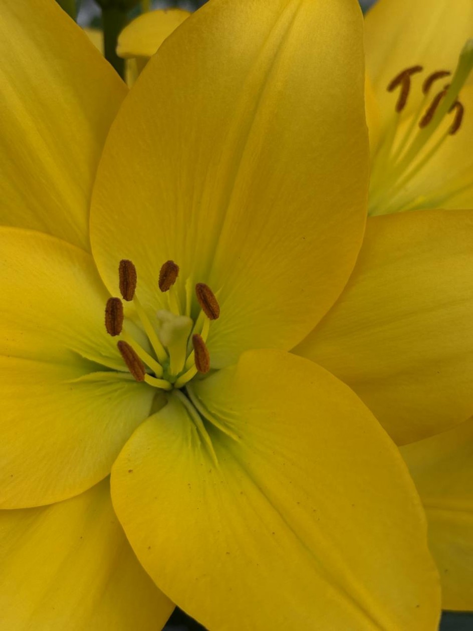 Жёлтое сияние