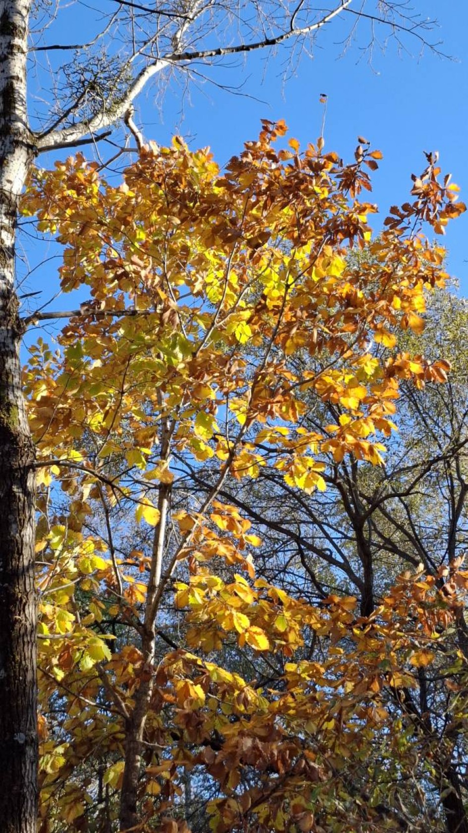 "Однажды в парке"