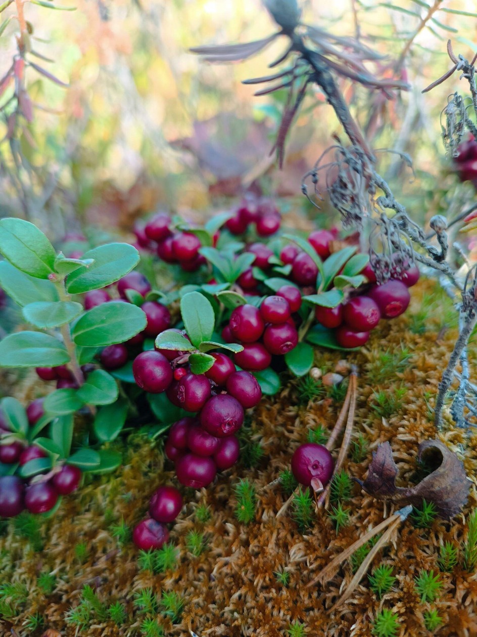 Рубиновая россыпь