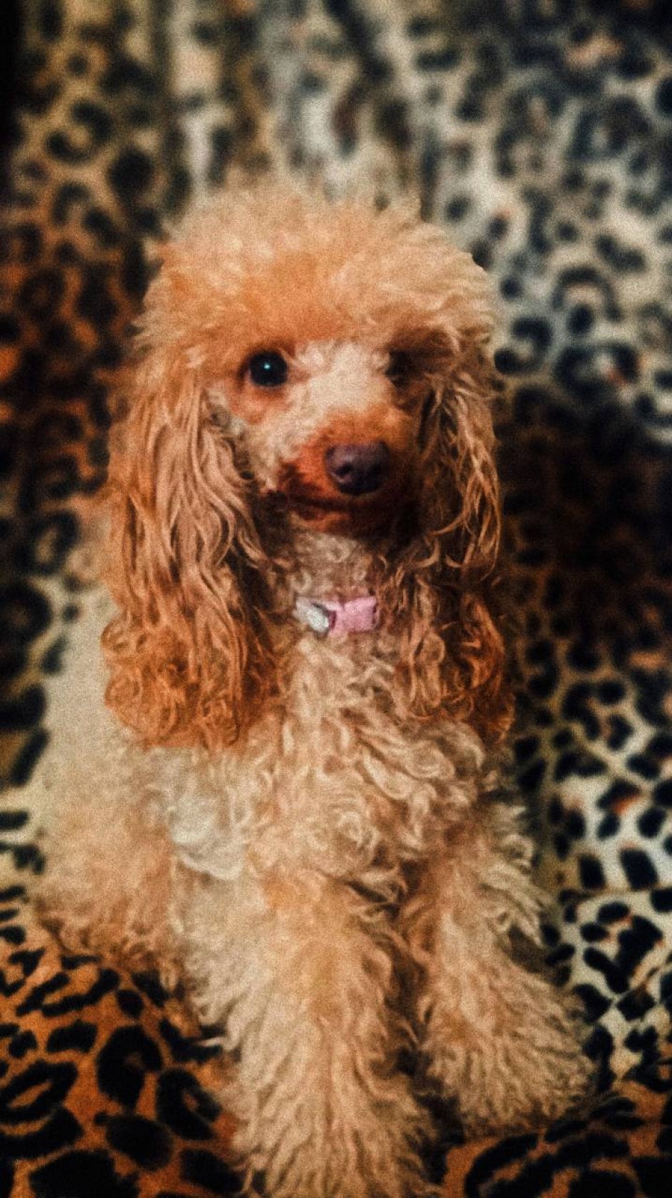 "Мой самый верный друг"