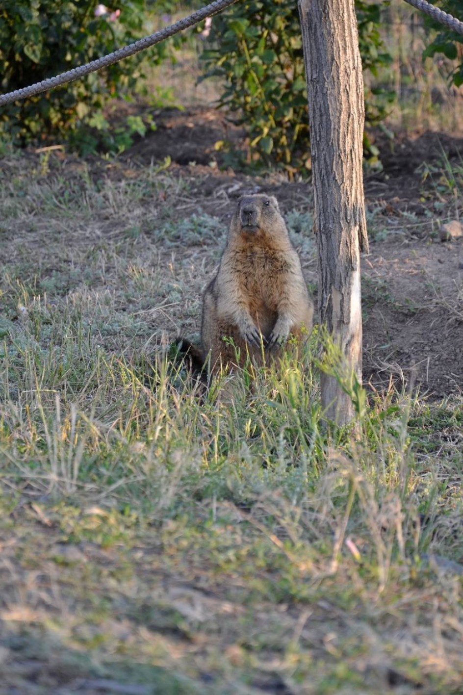 Маленький страж природы