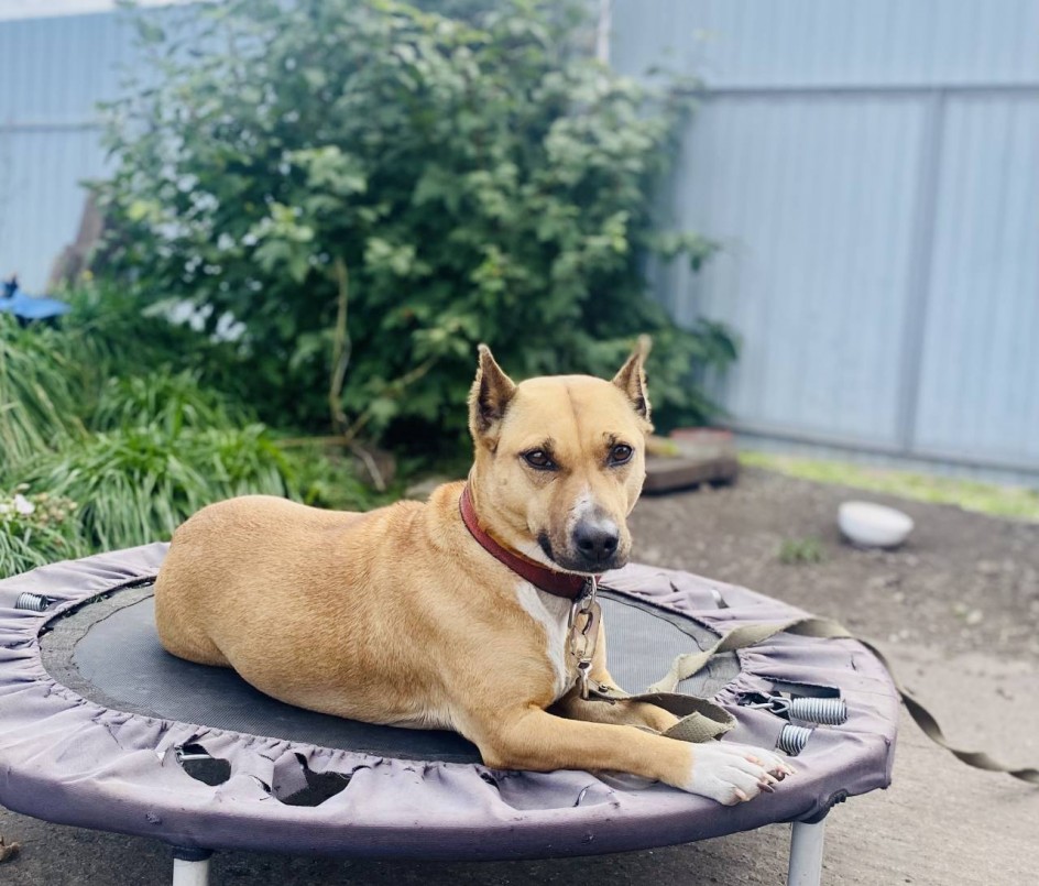 Гроза ёжиков