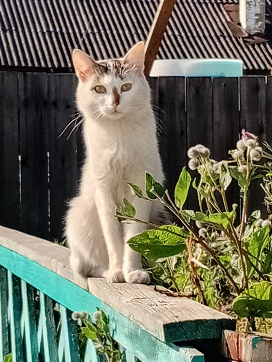 Кошка Картошка