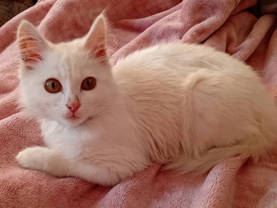 Наш любимец- Умка