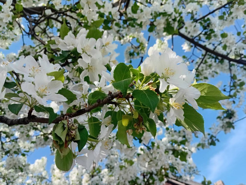 "Белоснежное очарование"