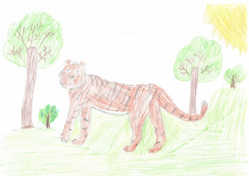 Амурский тигр