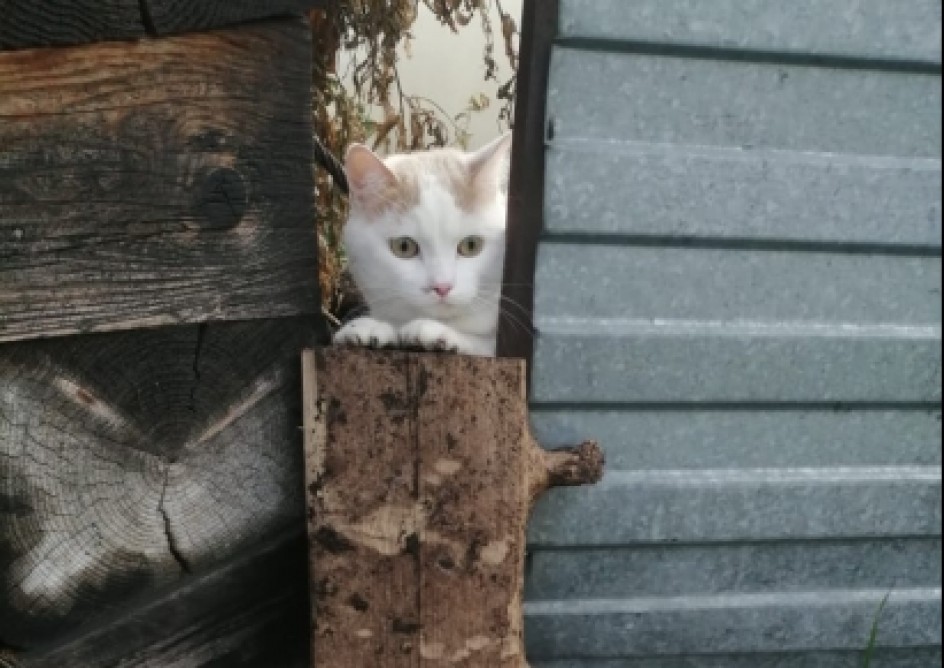 Бим подглядывает за работой