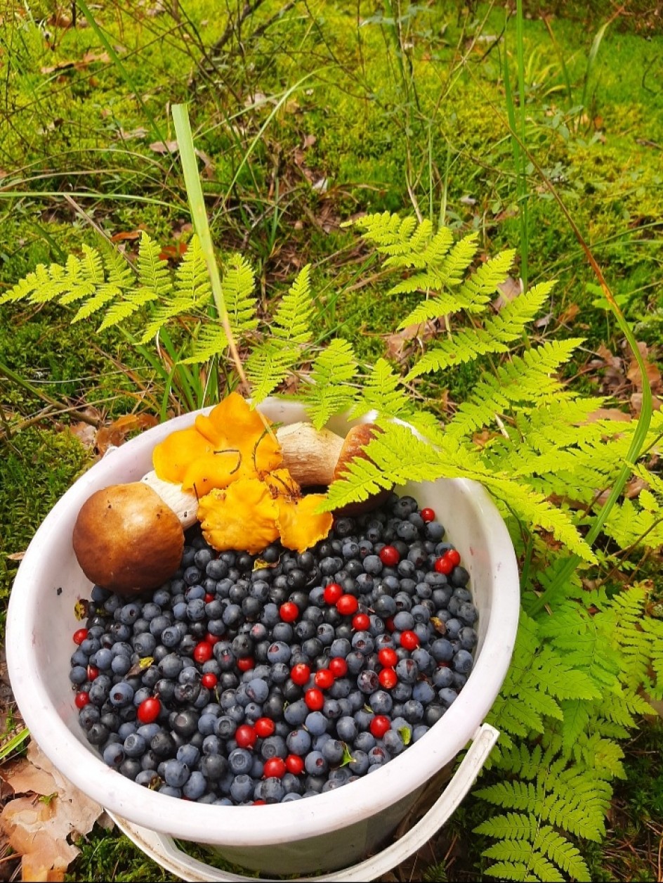 Дары леса: грибы и ягоды.
