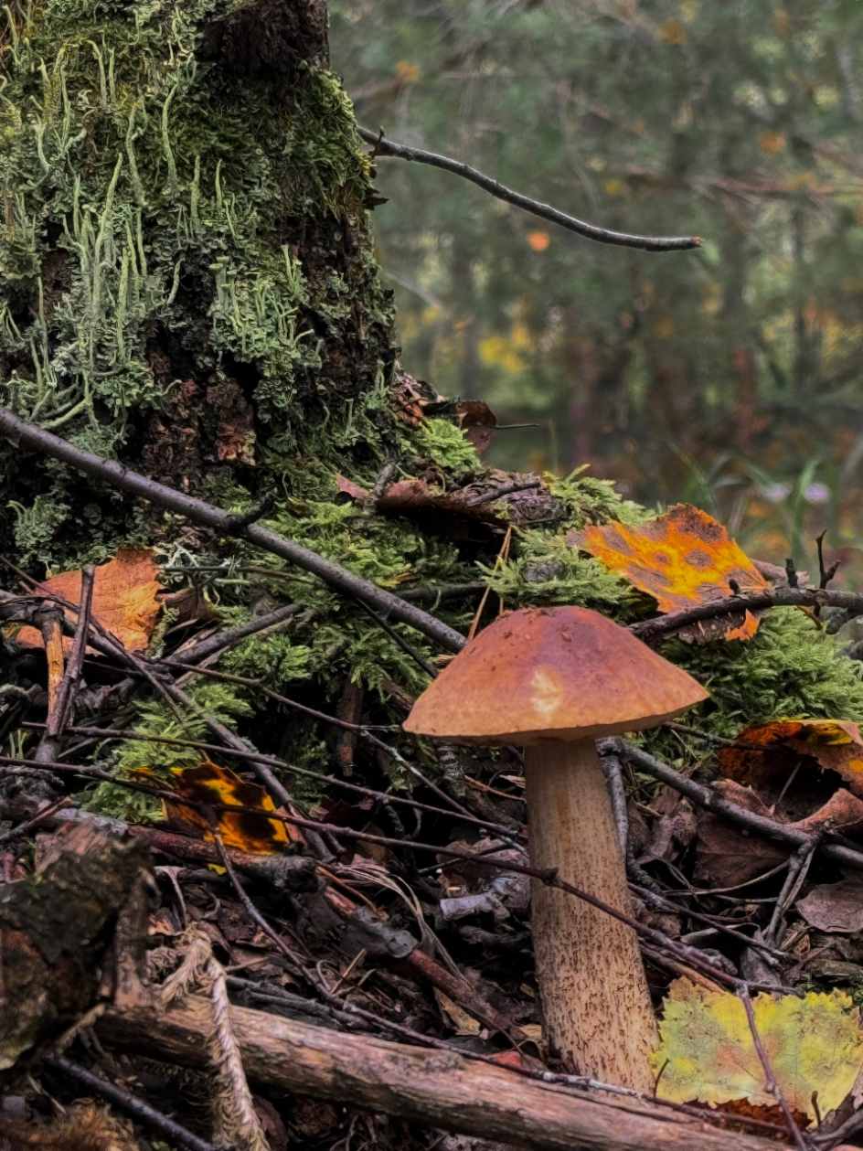 Подосиновик