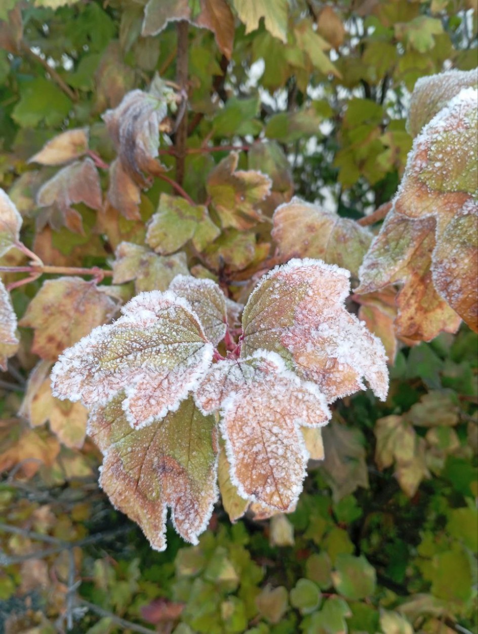 Замерзшие краски осени