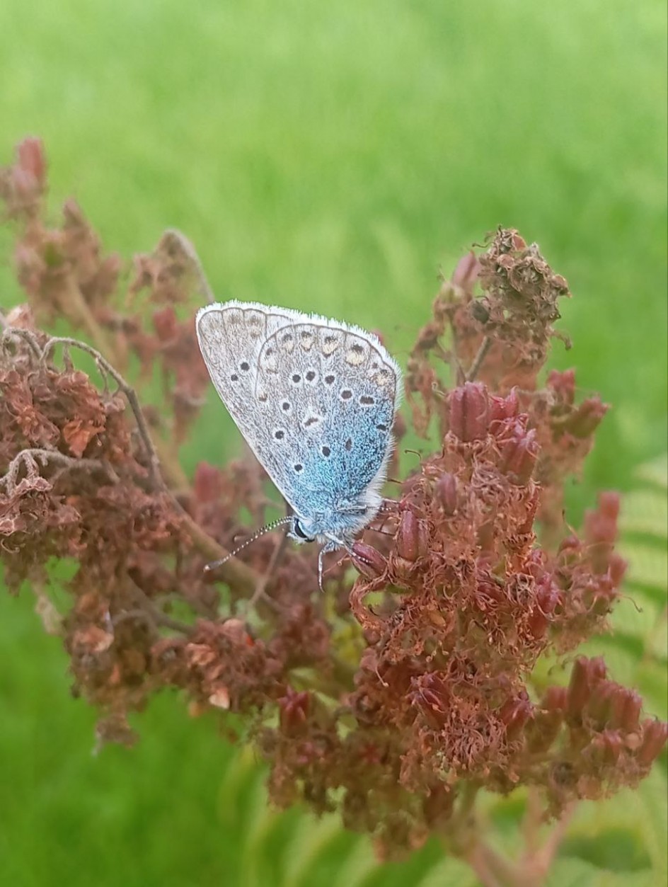 На лесной поляне
