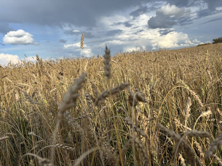 Бескрайнее поле