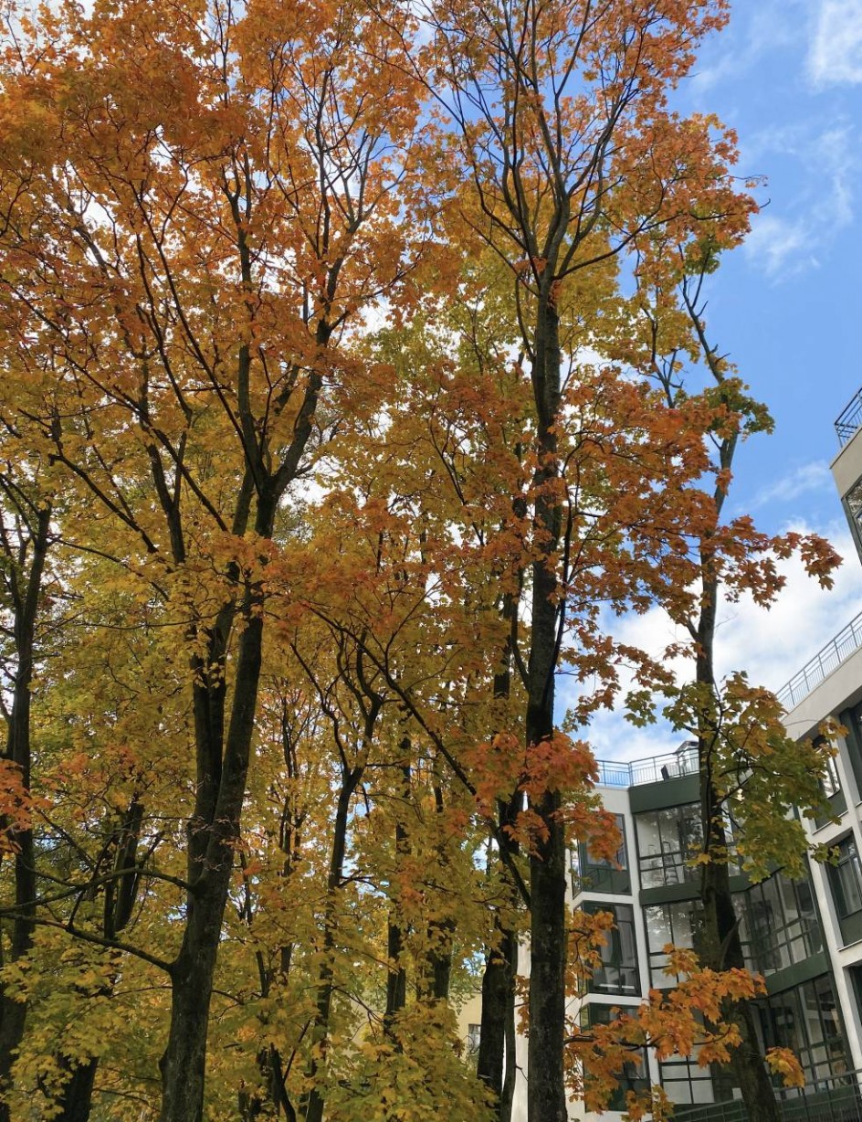 «Золотая осень в городе»