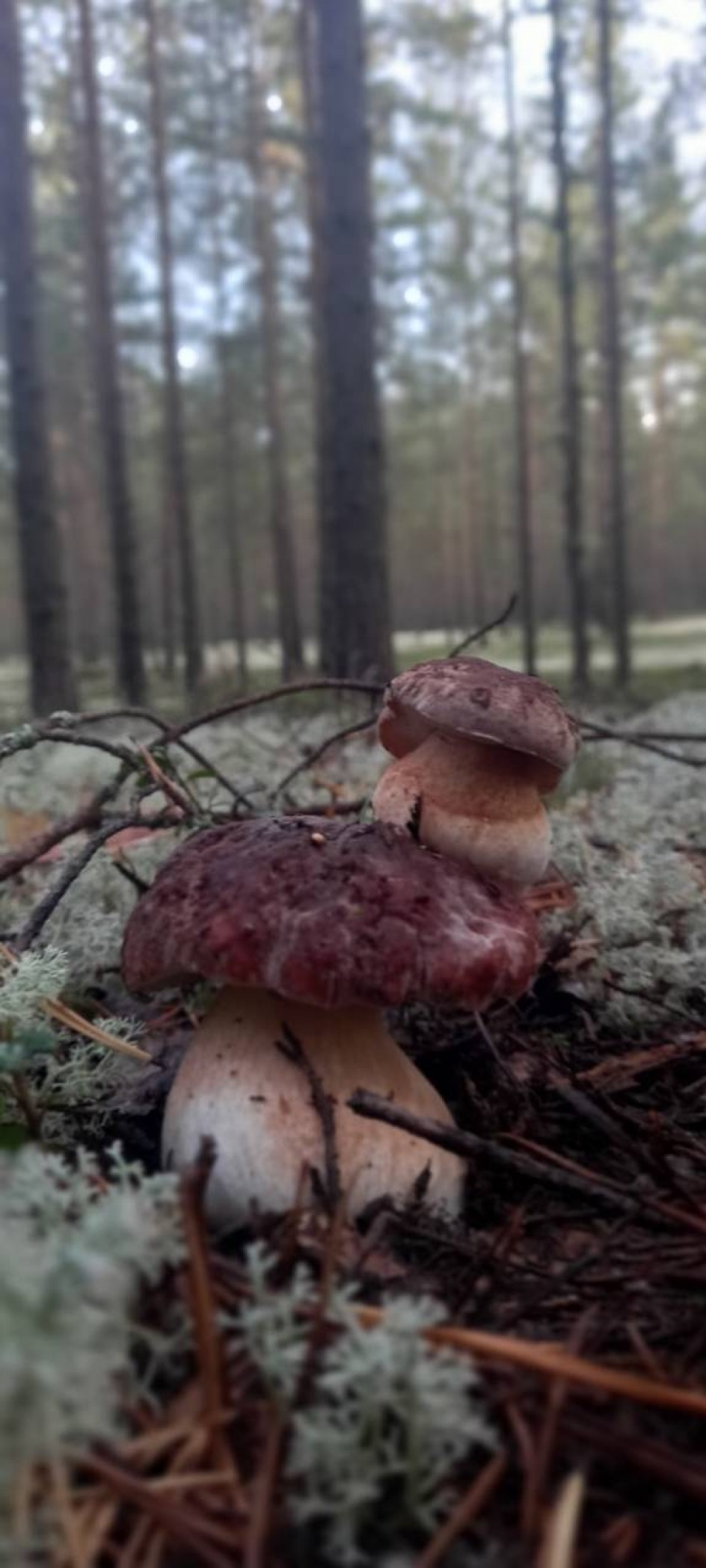 Чудо природы