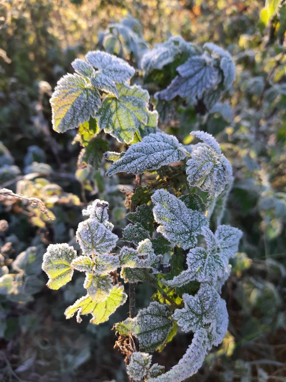 Первые заморозки