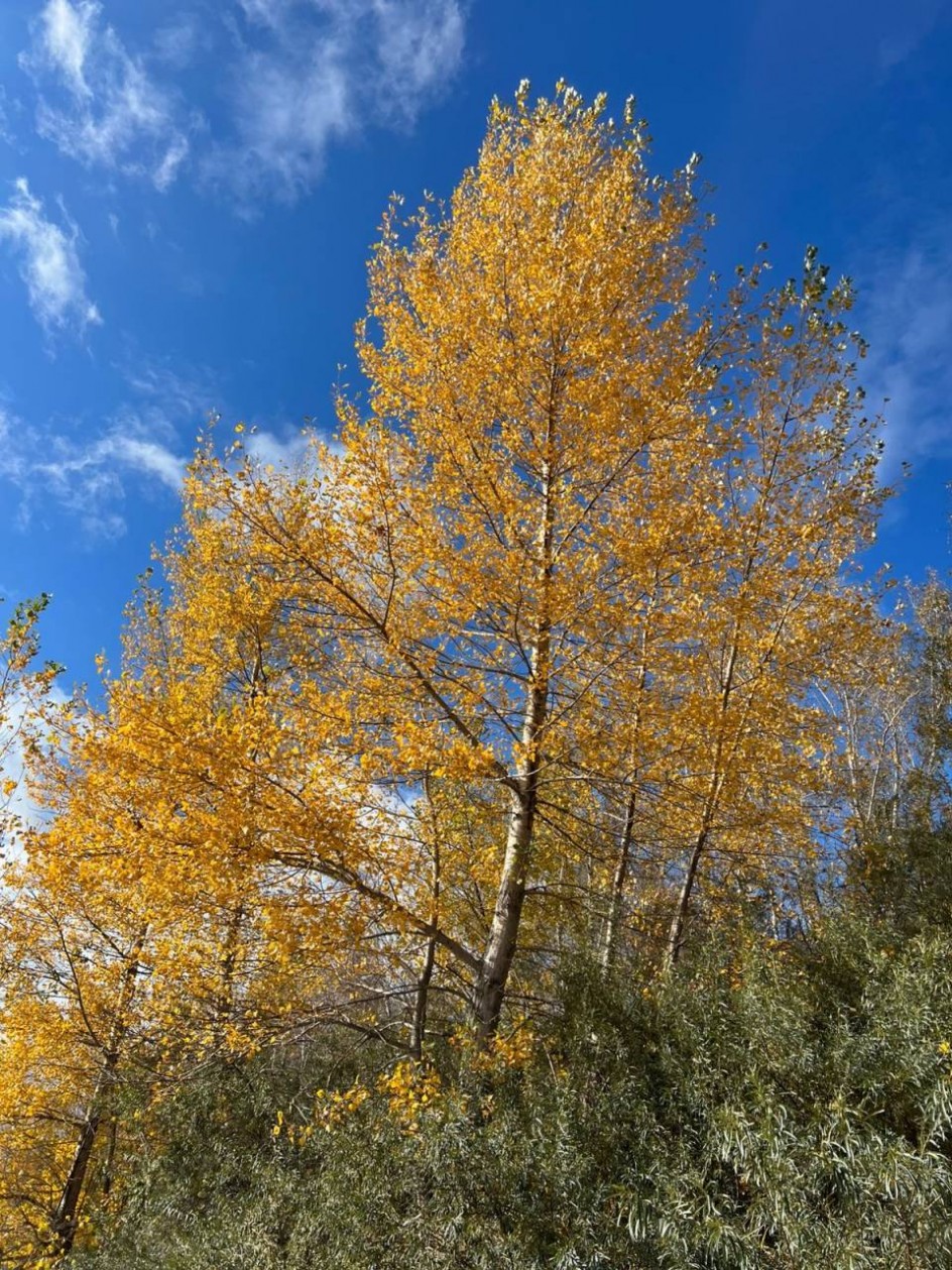 Краски осени