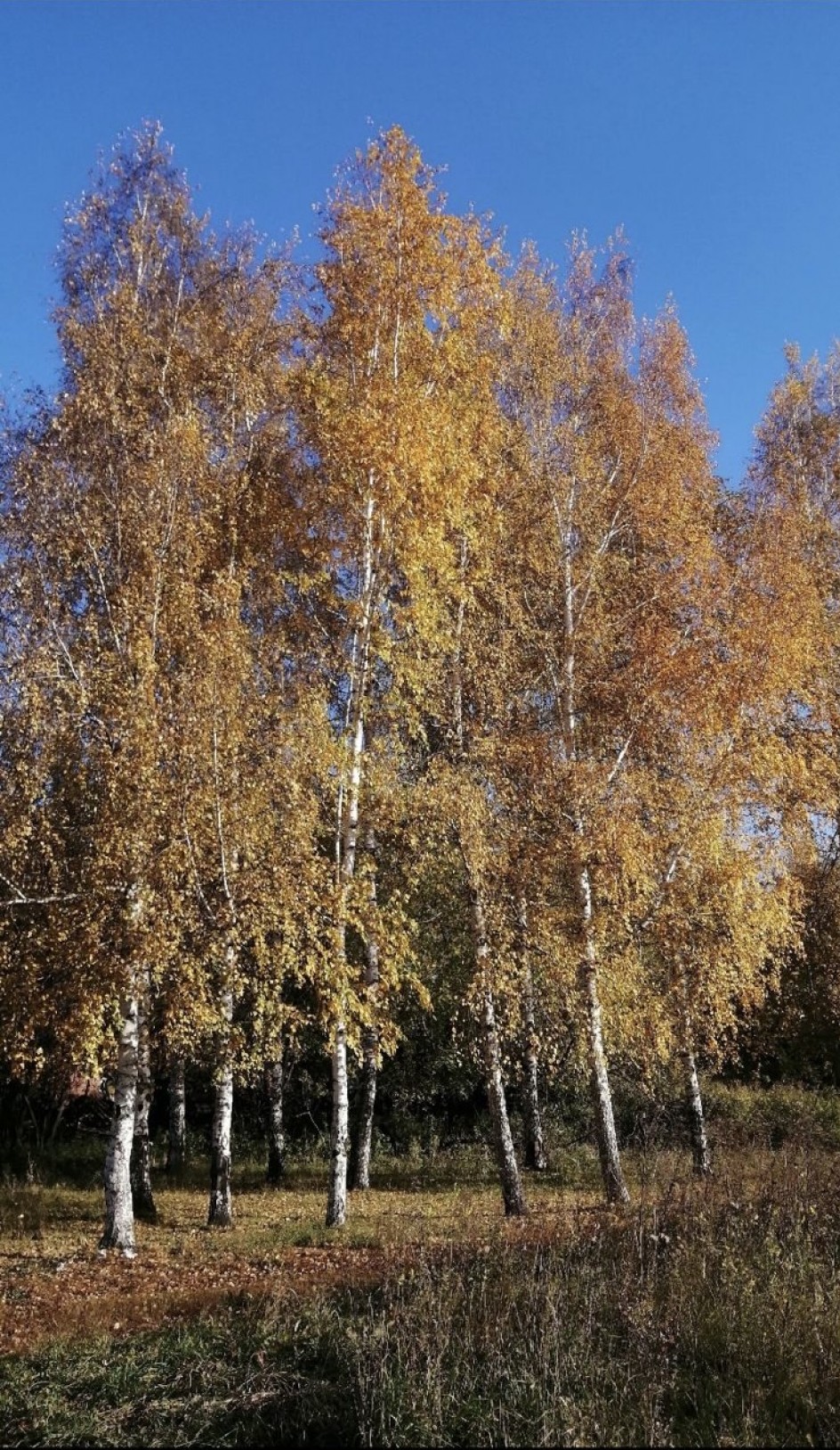 Цвета осени