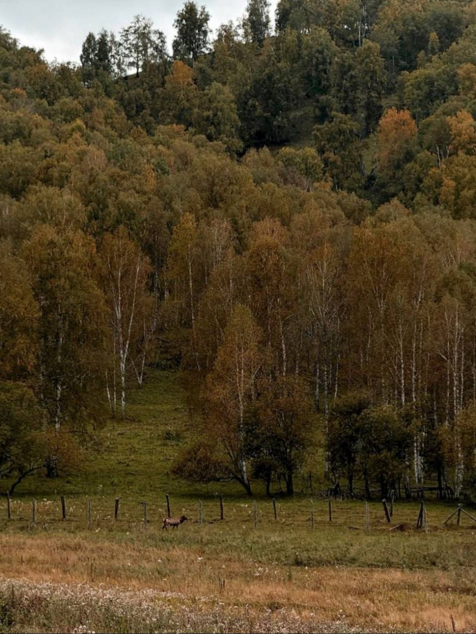 Золотая осень