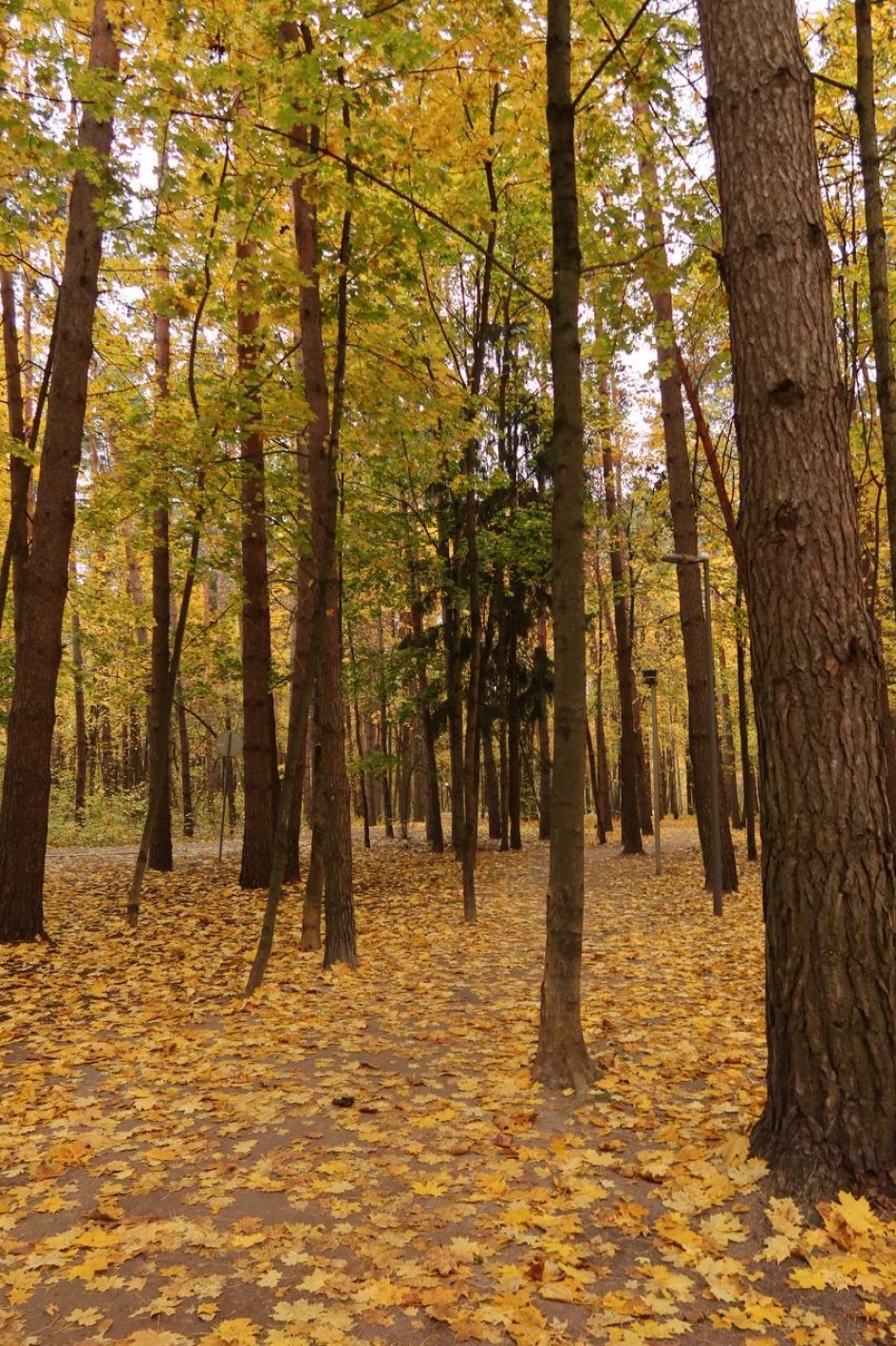 Осенний парк