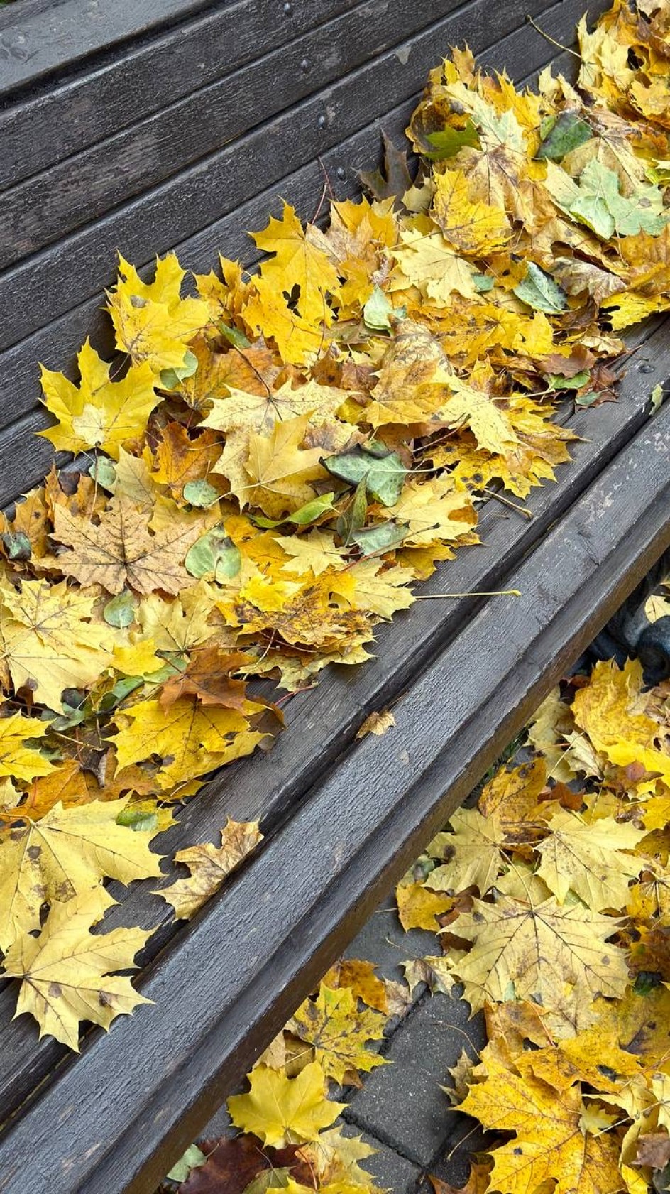 Золотая осень