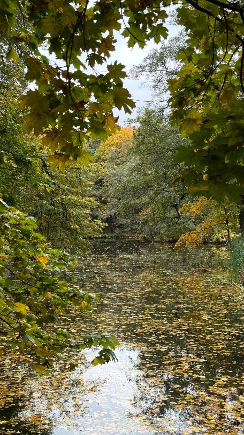 Осенний пруд