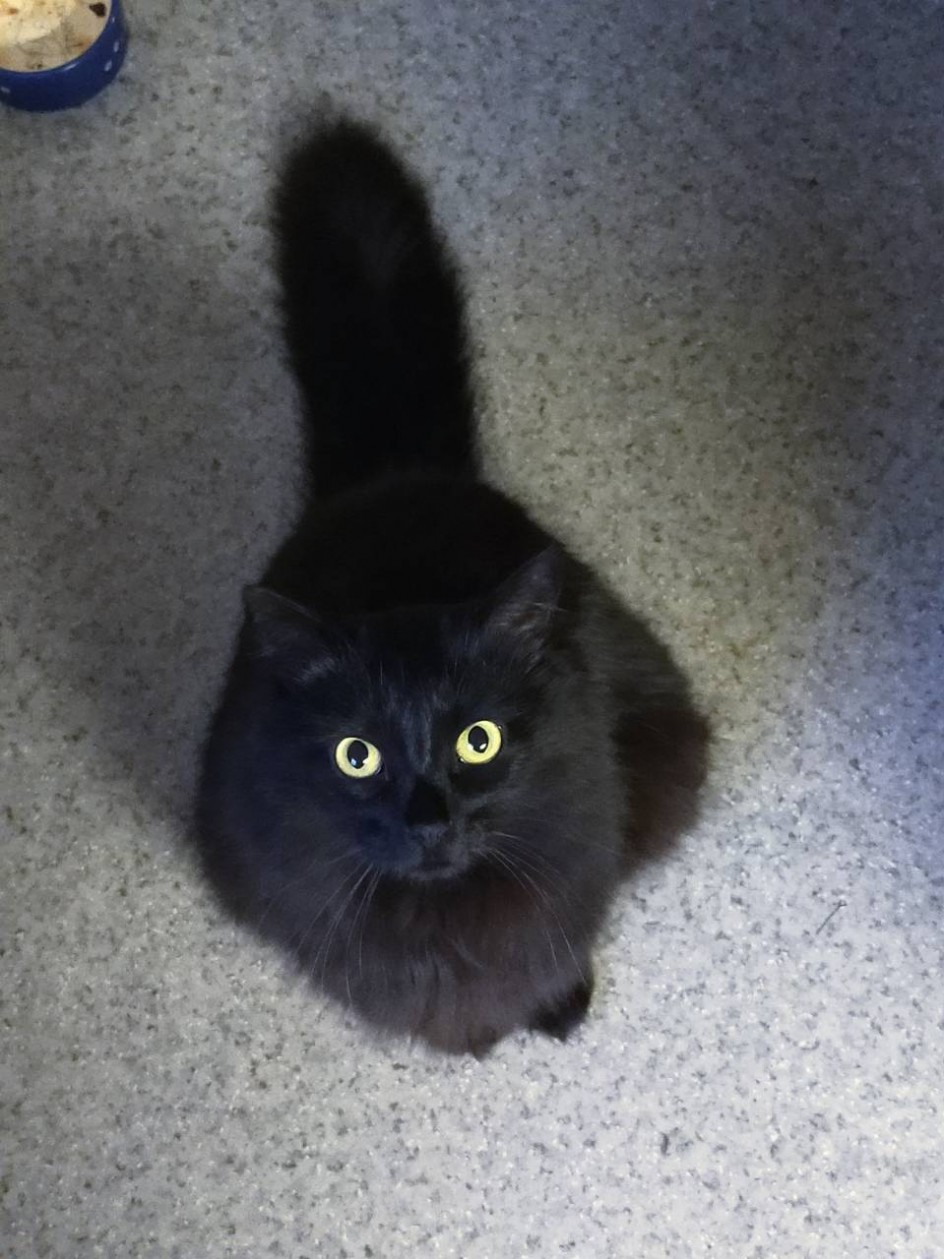 Мой кот Соломон