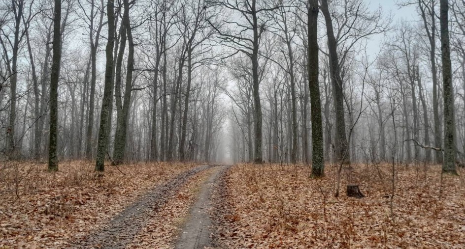 Таинственный лес