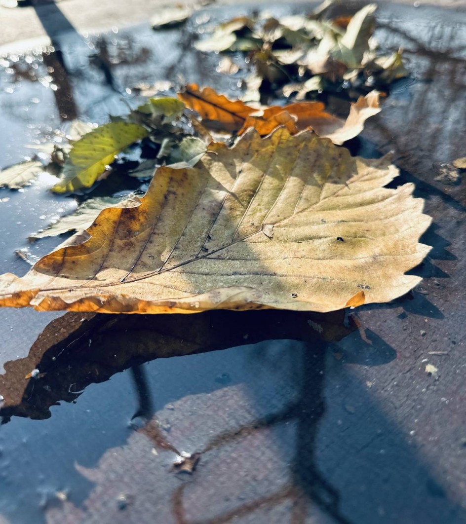 "Осенние отражения"